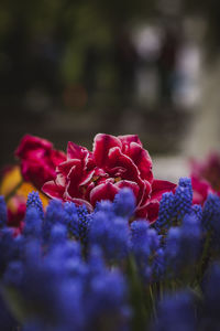 Close-up of red flowering plant on field