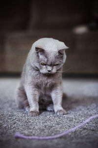 Close-up portrait of cat sitting on rug