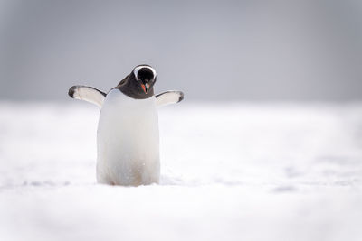 Gentoo penguin stands in snow raising flippers