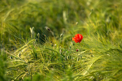 Close-up of red poppy on field