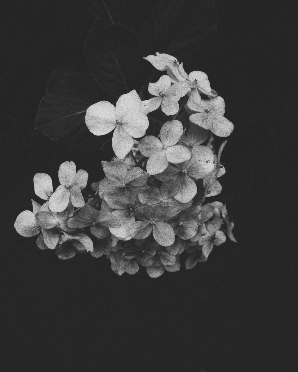 HIGH ANGLE VIEW OF WHITE ROSE AGAINST BLACK BACKGROUND