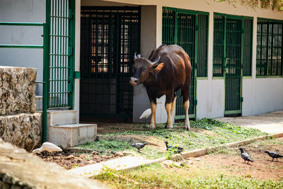 Horse standing in front of building