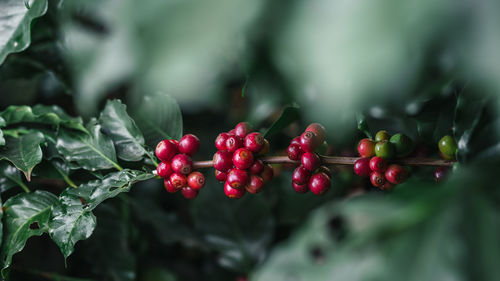 Close-up of red berries growing on plant