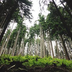 Low angle view of bamboo trees in forest