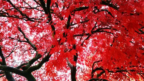 Low angle view of tree branches