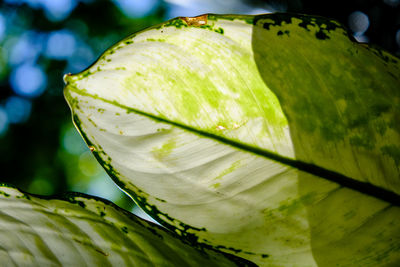 Close-up of water drops on leaf