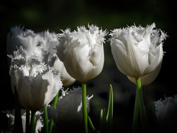 Close-up of flowers