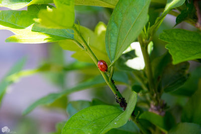 Close-up of ladybug on plant