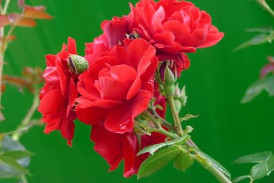 Close-up of red flowering plant