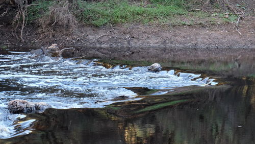 Birds in water