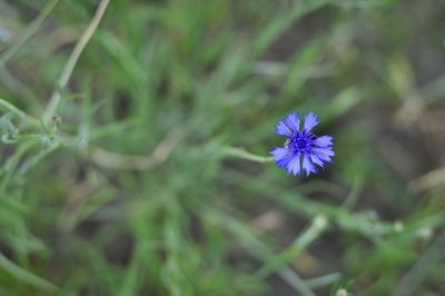 Close-up of purple flowers