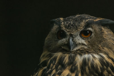 Close-up portrait of eagle against black background