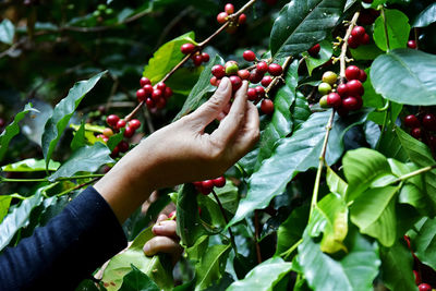 Cropped hand of person holding plant