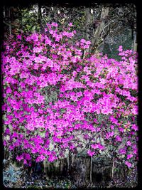 Pink flowers blooming in park