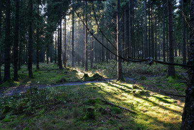 View of trees in forest