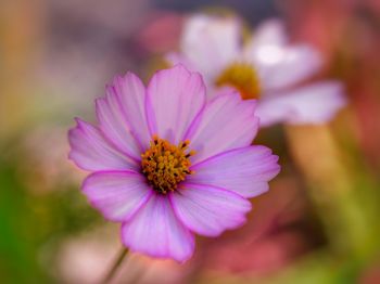 Close-up of pink cosmos flower