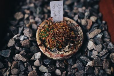 High angle view of potted plant on rock