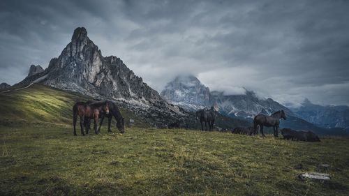 Horse grazing on field against mountains