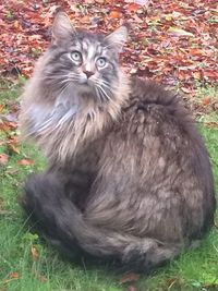 Close-up of cat sitting on grass