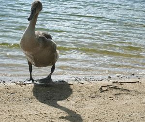 View of birds on beach