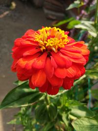 Close-up of red flower blooming in park