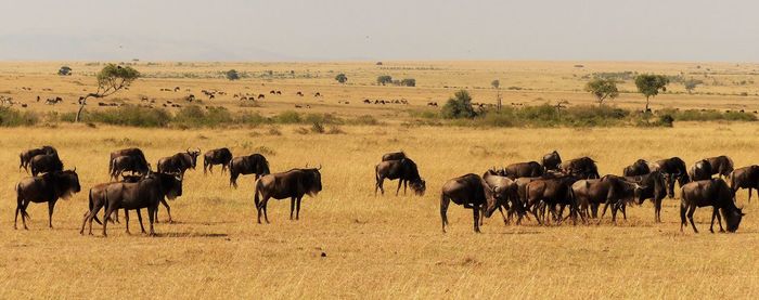 Wildebeests on field against sky