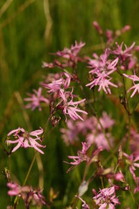 Close-up of pink flowers