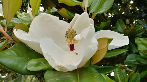 Close-up of white flower blooming outdoors