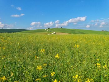 Scenic view of yellow flowering field against sky