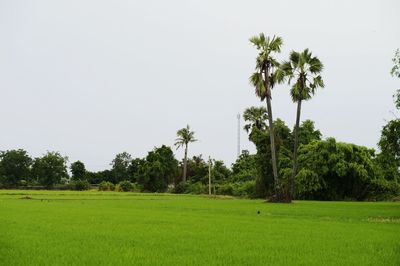 Trees on field against clear sky