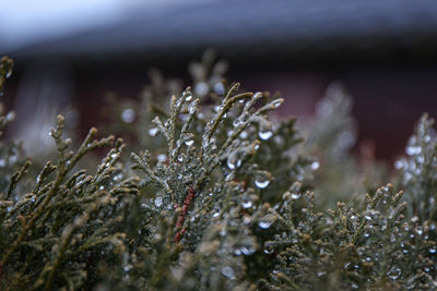 Close-up of wet plant during winter