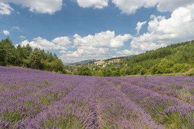 Scenic view of lavender field against sky