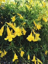 Close-up of yellow daffodil blooming outdoors