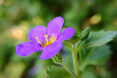 Close-up of flower blooming outdoors