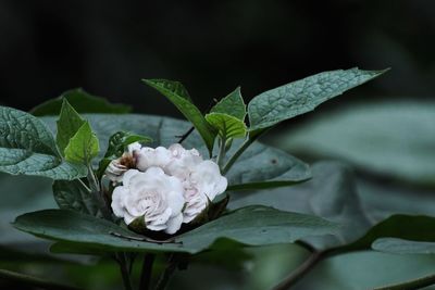 Close-up of flowering plant leaves