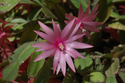 Close-up of pink flowers blooming outdoors