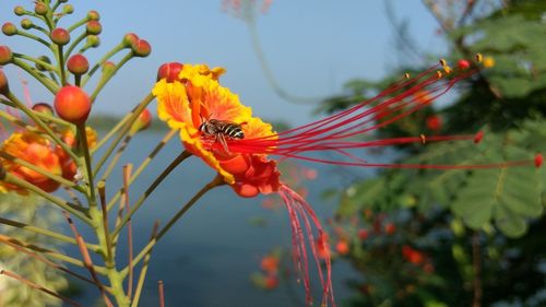 Close-up of insect on flower