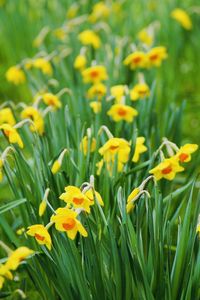 Close-up of yellow daffodil flowers in field