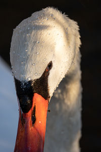 Close-up of swan swimming in lake