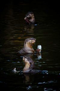 Duck swimming in lake