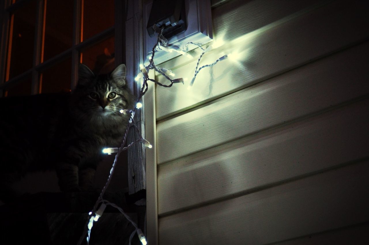 indoors, pets, animal themes, one animal, domestic animals, domestic cat, cat, mammal, window, home interior, feline, sitting, no people, wall - building feature, house, home, side view, relaxation, full length, illuminated