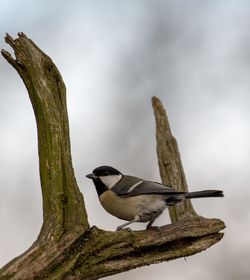 Bird perching on a tree