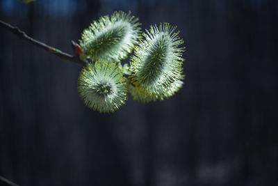 Close-up of dandelion on plant