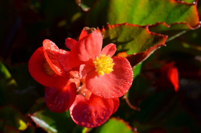 Close-up of wet red flower blooming outdoors