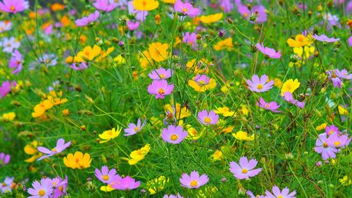 Close-up of purple flowers blooming in field