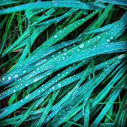 Full frame shot of leaf