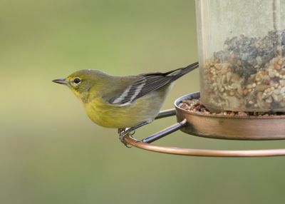 Close-up of bird perching on feeder