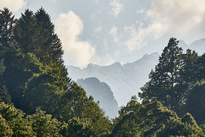 Trees in forest against sky