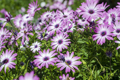 Close-up of purple flowers