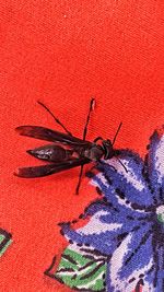 Close-up of insect on red leaf